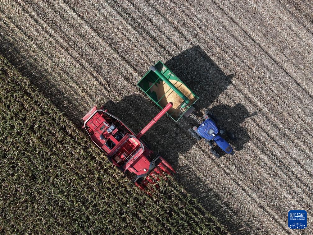 “大粮仓”黑龙江进入秋收季