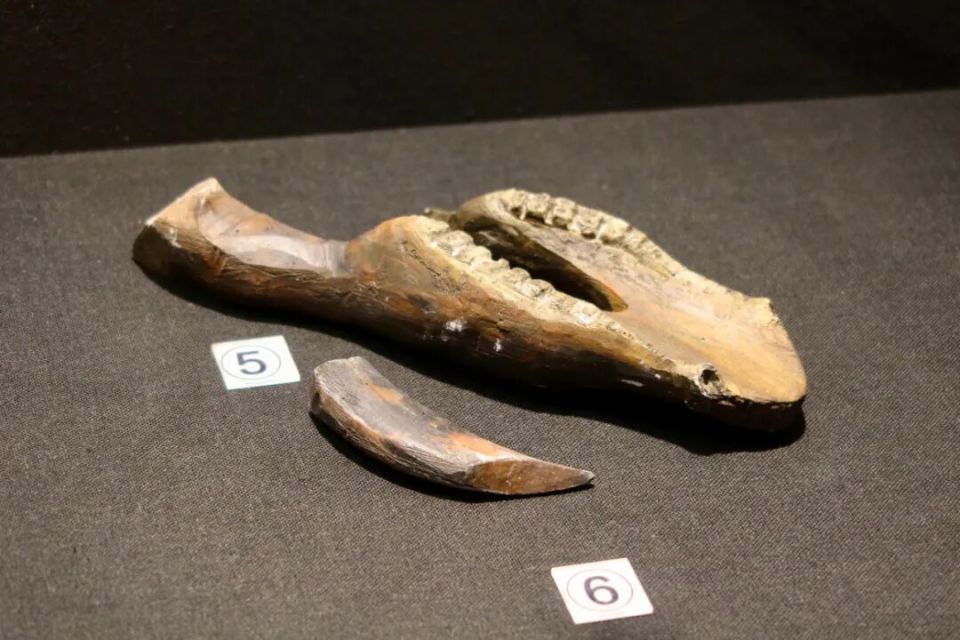 6000多年前，“城里人”是这样生活的