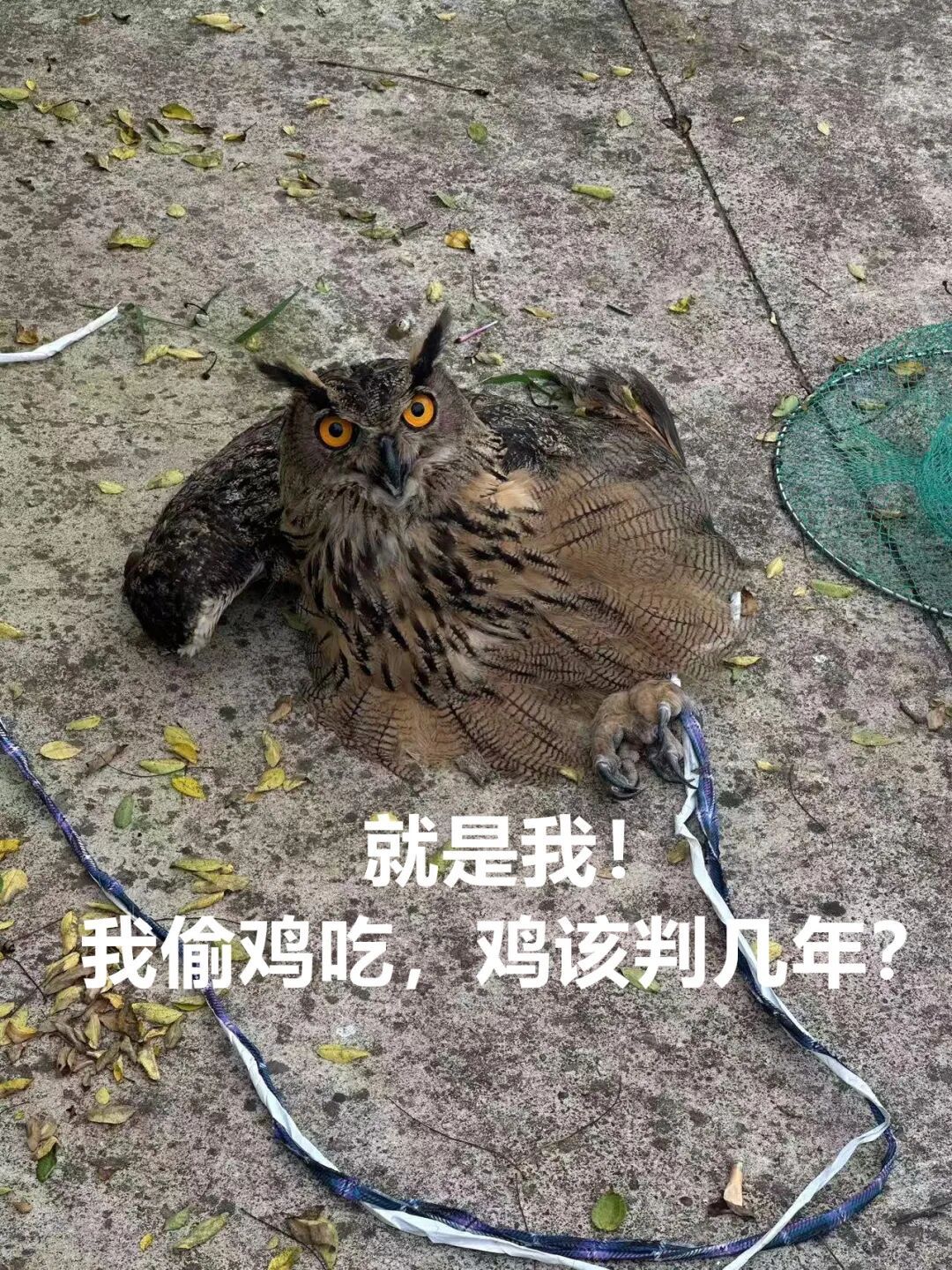 雕鸮(xiāo):警察叔叔,我偷鸡吃,鸡该判几年? 雕鸮(xiāo):警察叔叔,我偷鸡吃,鸡该判几年?