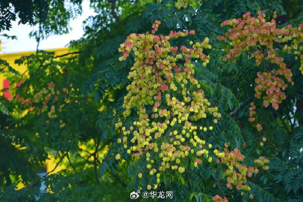看重庆秋日的限定浪漫
