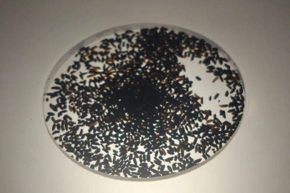 6000多年前，“城里人”是这样生活的