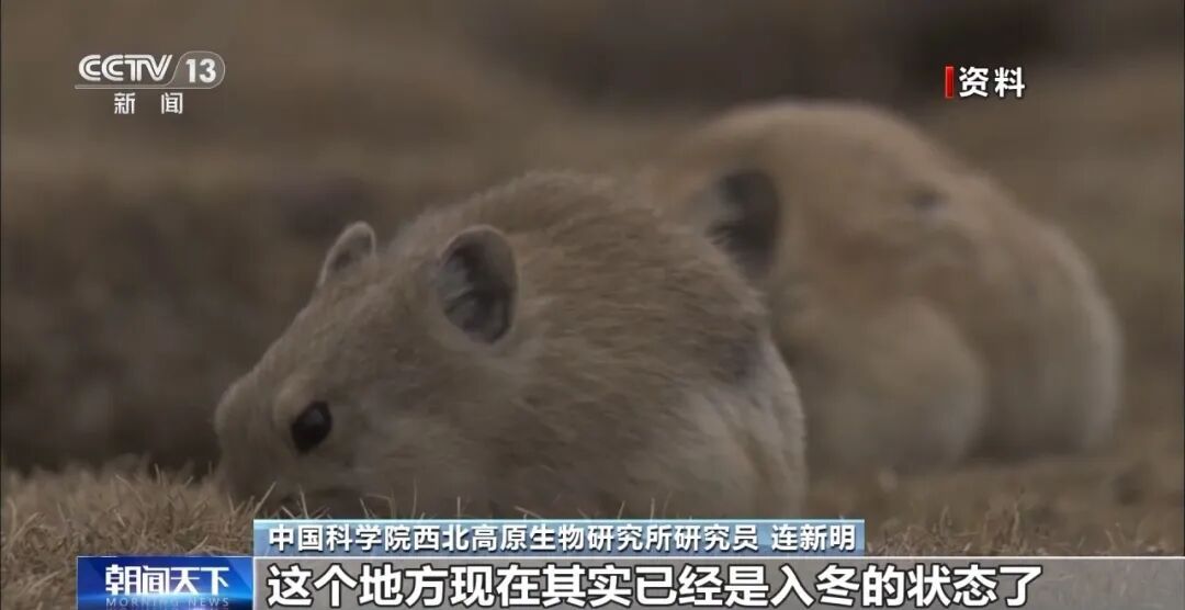 “3天后现场还能看到痕迹”！记者探访蔡国强烟花燃放地