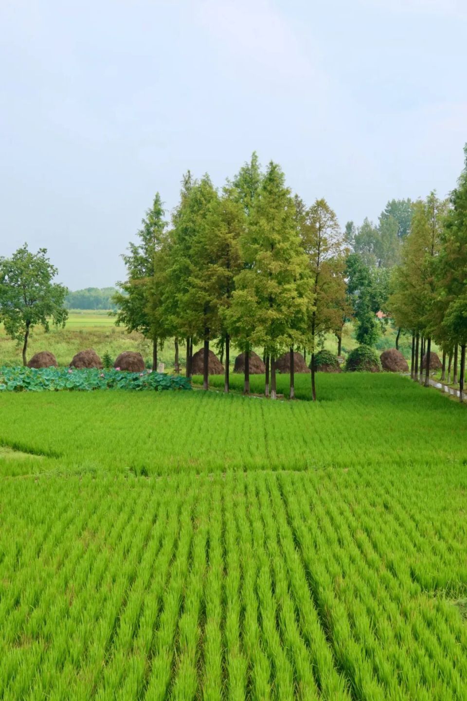 6000多年前，“城里人”是这样生活的