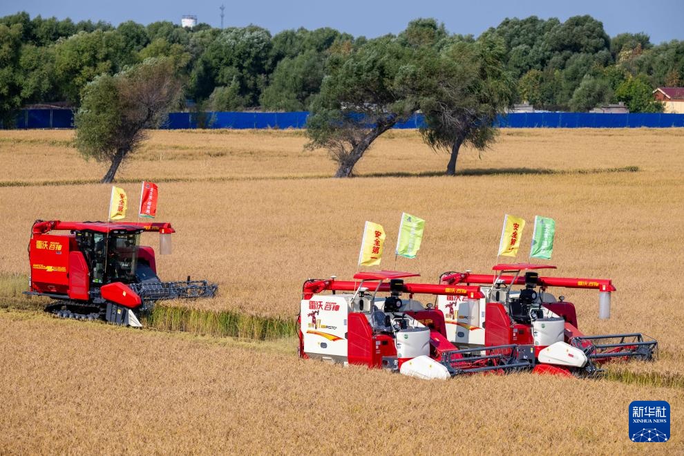 “大粮仓”黑龙江进入秋收季