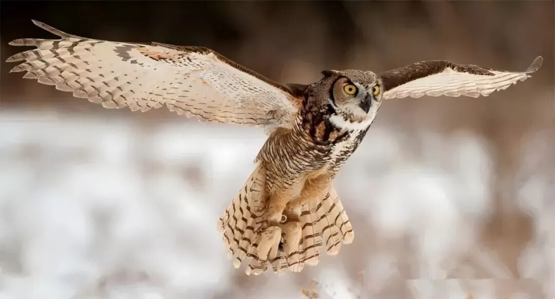 雕鸮(xiāo):警察叔叔,我偷鸡吃,鸡该判几年? 雕鸮(xiāo):警察叔叔,我偷鸡吃,鸡该判几年?