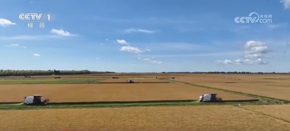 玉米丰收“金”满仓 智能农机“唱主角” 希望的田野上 “丰”景如画