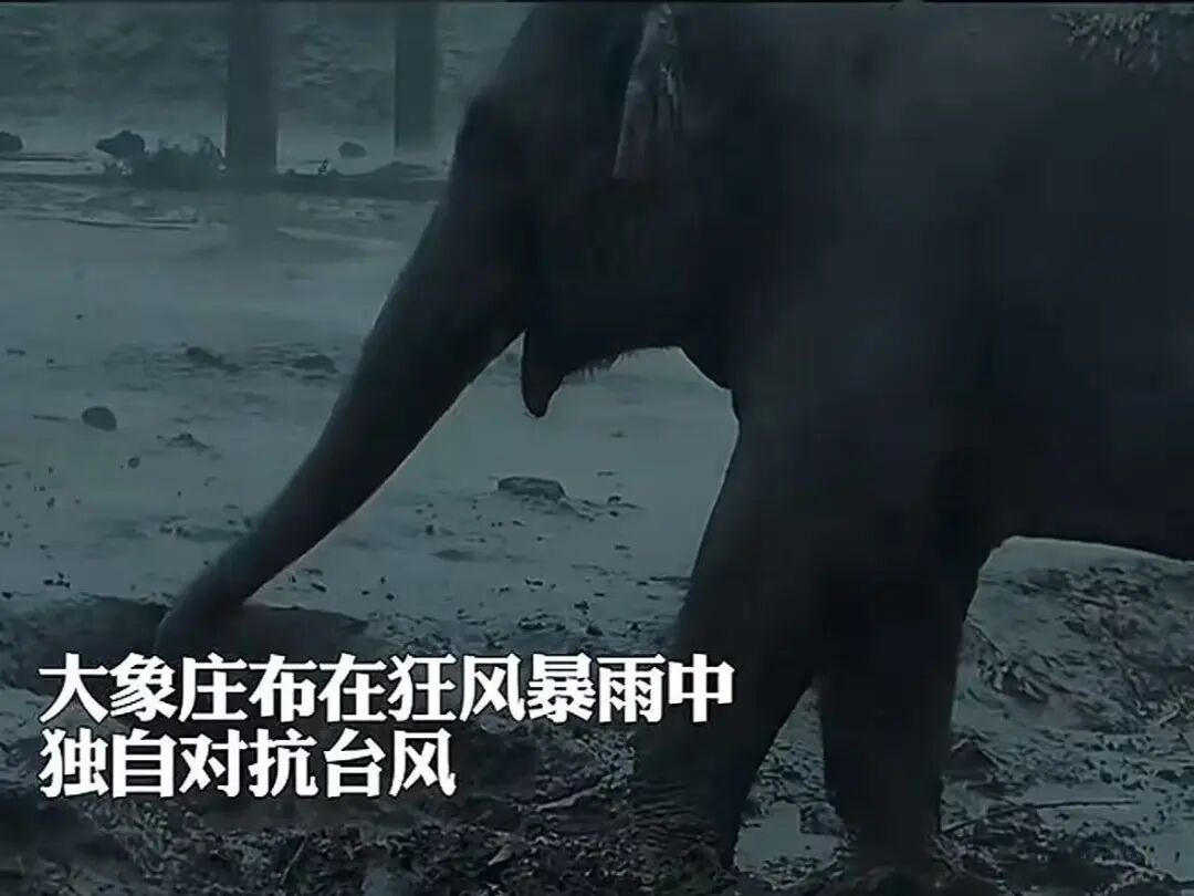 17级“桦加沙”将至，海南一55岁大象无避雨内舍引关注，动物园：感谢关心，会保护