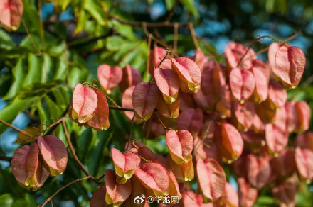 看重庆秋日的限定浪漫