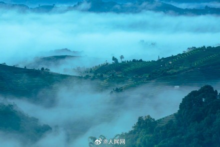 云南普洱茶山云海季上线 云南普洱茶山云海季上线
