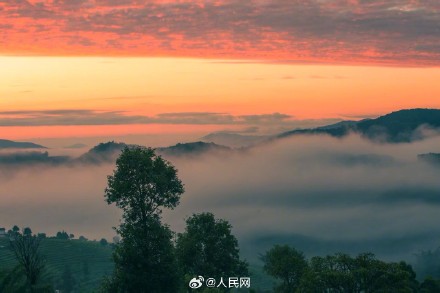 云南普洱茶山云海季上线 云南普洱茶山云海季上线