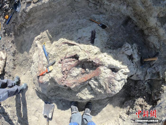 阿根廷新发现南美捕食性恐龙化石 属白垩纪晚期兽脚类大盗龙科