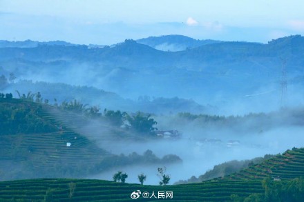 云南普洱茶山云海季上线 云南普洱茶山云海季上线