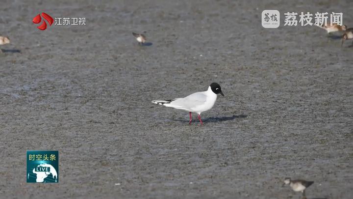 江苏：推进沿海生态修复 守护生物多样性家园