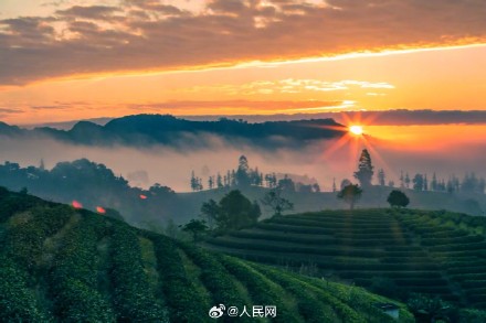 云南普洱茶山云海季上线 云南普洱茶山云海季上线