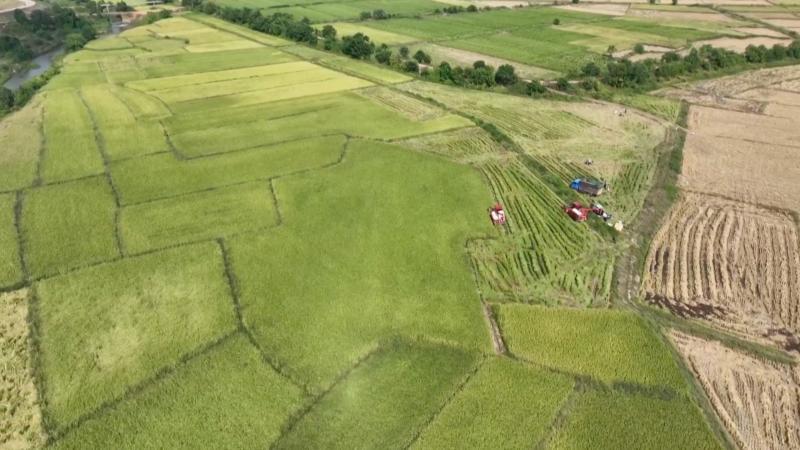 江西新余：24.8万亩中稻陆续开镰收割&nbsp;