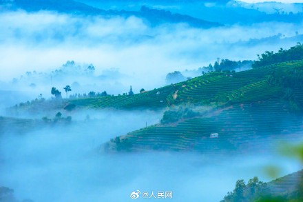 云南普洱茶山云海季上线 云南普洱茶山云海季上线