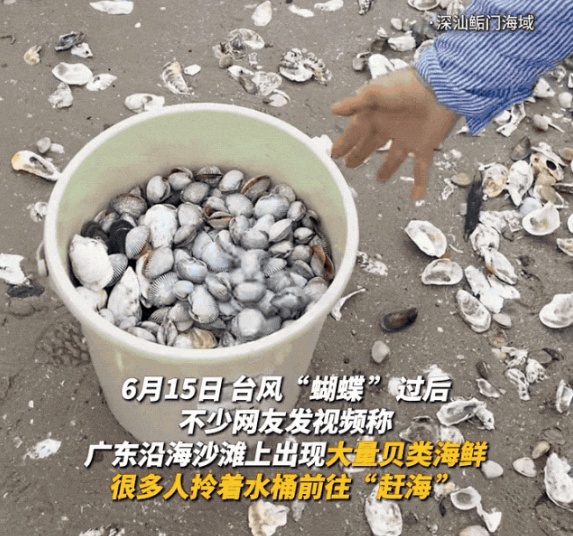 “能捡几百斤”！台风后，福建一海滩遍地出现，紧急提醒