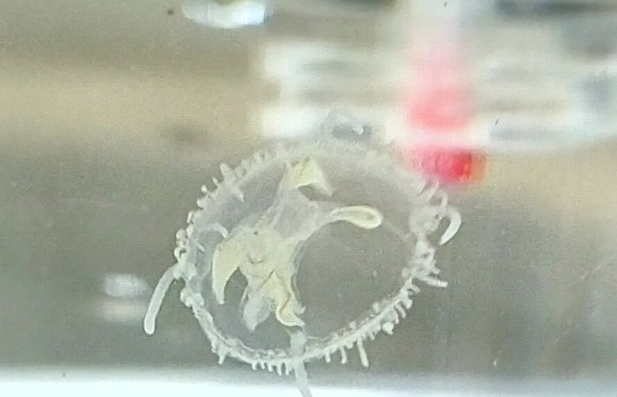 太罕见！武汉中心城区突然出现，“目测有上千只”