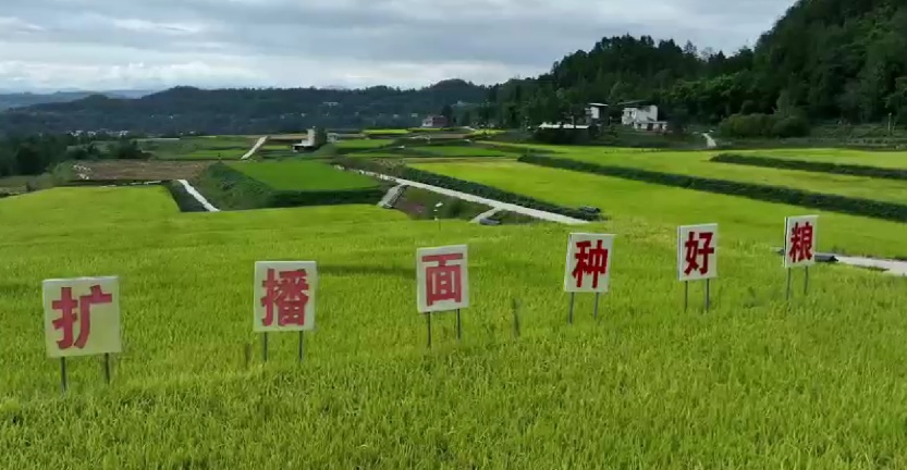 四川南江：10万亩水稻迎丰收 产业链延伸助农增收