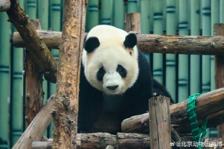 大熊猫萌宝、萌玉抵达四川