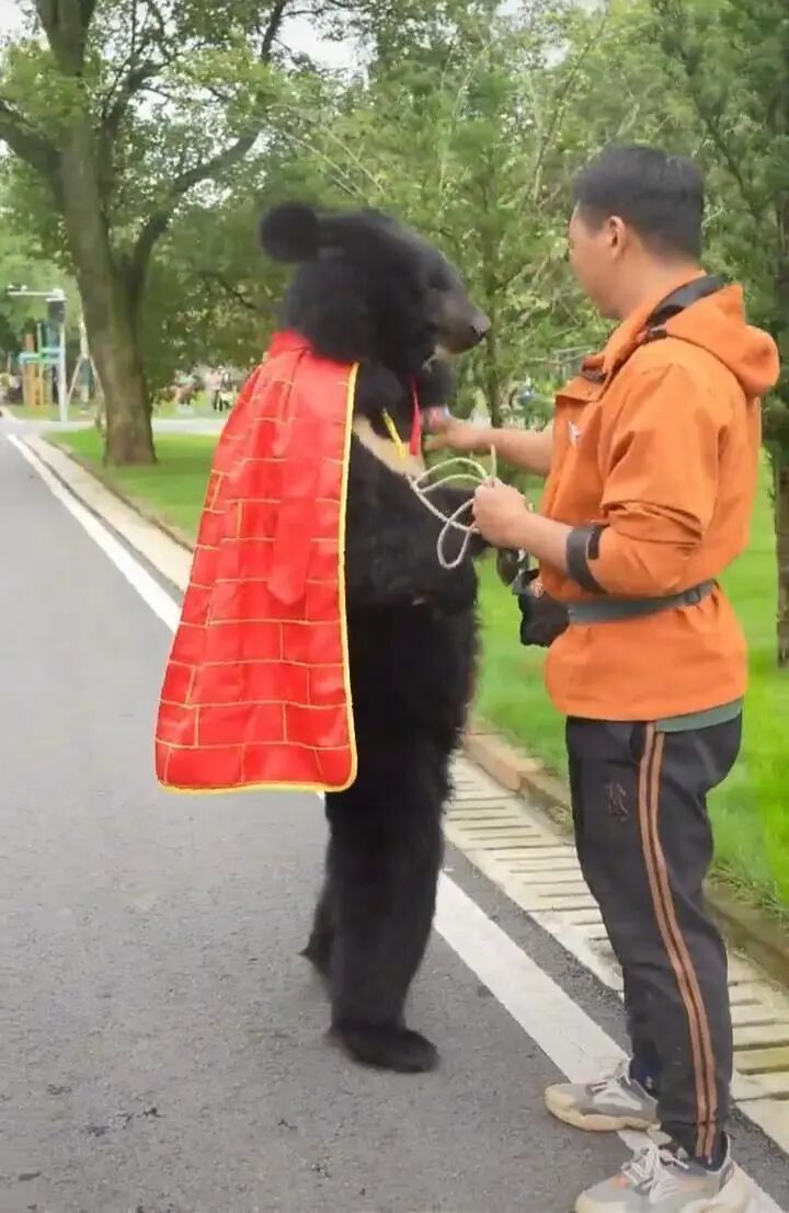 黑熊披着袈裟在动物园“溜达”,被怀疑是人扮的,园方:是真熊 黑熊披着袈裟在动物园“溜达”,被怀疑是人扮的,园方:是真熊