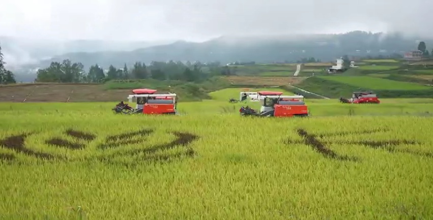 四川南江：10万亩水稻迎丰收 产业链延伸助农增收
