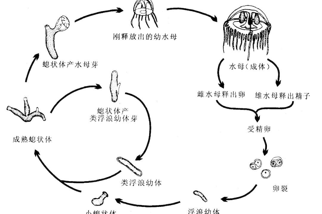 太罕见！武汉中心城区突然出现，“目测有上千只”