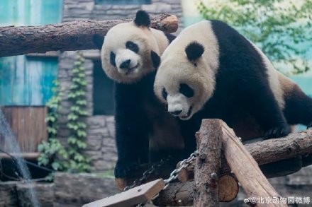 大熊猫萌宝、萌玉抵达四川