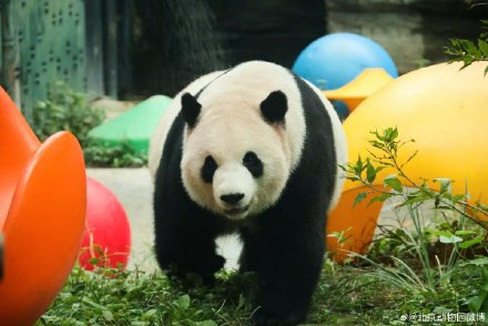 大熊猫萌宝、萌玉抵达四川