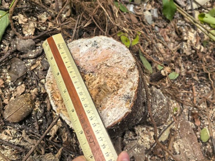 上海一小区数十棵树木被砍伐!物业公司辩称是“乌龙”,居民质疑“太离谱” 上海一小区数十棵树木被砍伐!物业公司辩称是“乌龙”,居民质疑“太离谱”