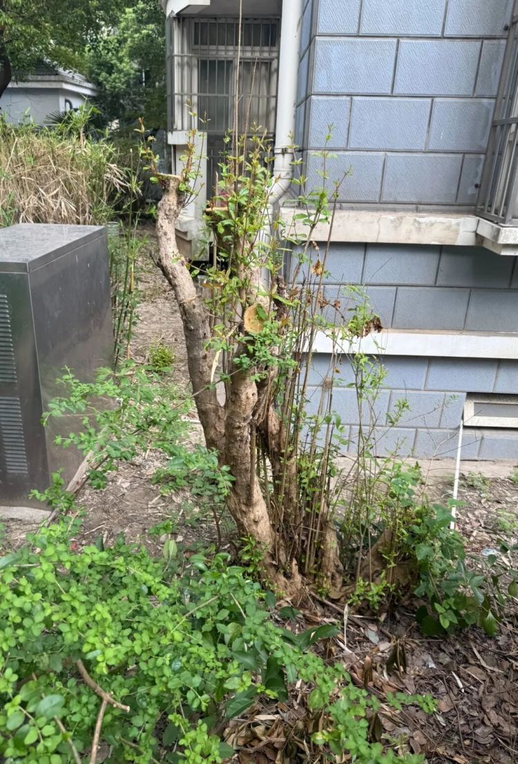 上海一小区数十棵树木被砍伐!物业公司辩称是“乌龙”,居民质疑“太离谱” 上海一小区数十棵树木被砍伐!物业公司辩称是“乌龙”,居民质疑“太离谱”