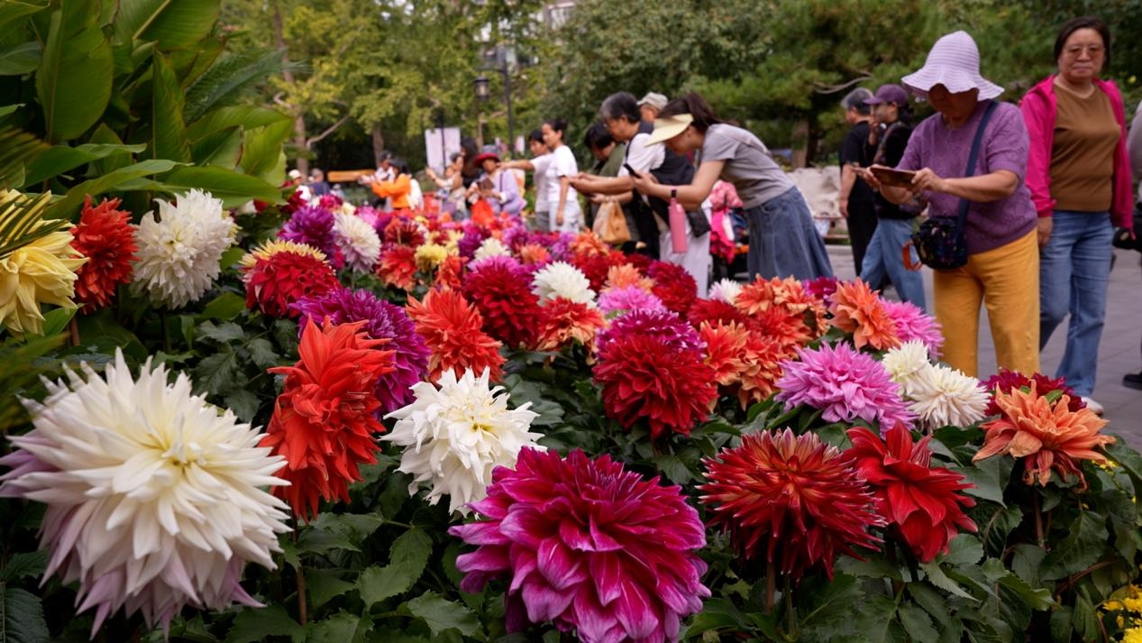 陶然亭公园第三届菊花文化节启幕 日赏夜玩乐享秋日时光