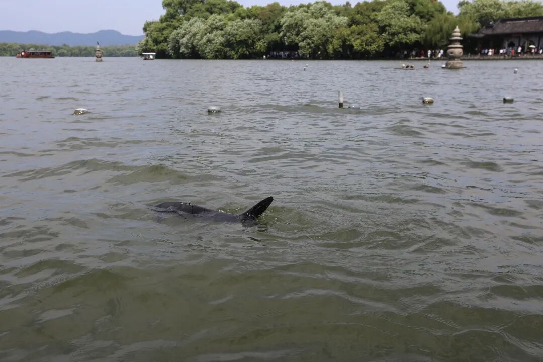 西湖里出现了“鲨鱼”？还不止一条！