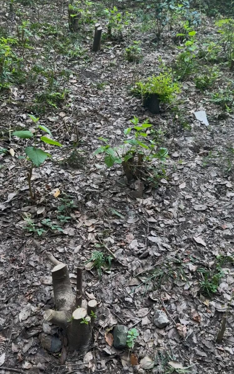 上海一小区数十棵树木被砍伐!物业公司辩称是“乌龙”,居民质疑“太离谱” 上海一小区数十棵树木被砍伐!物业公司辩称是“乌龙”,居民质疑“太离谱”