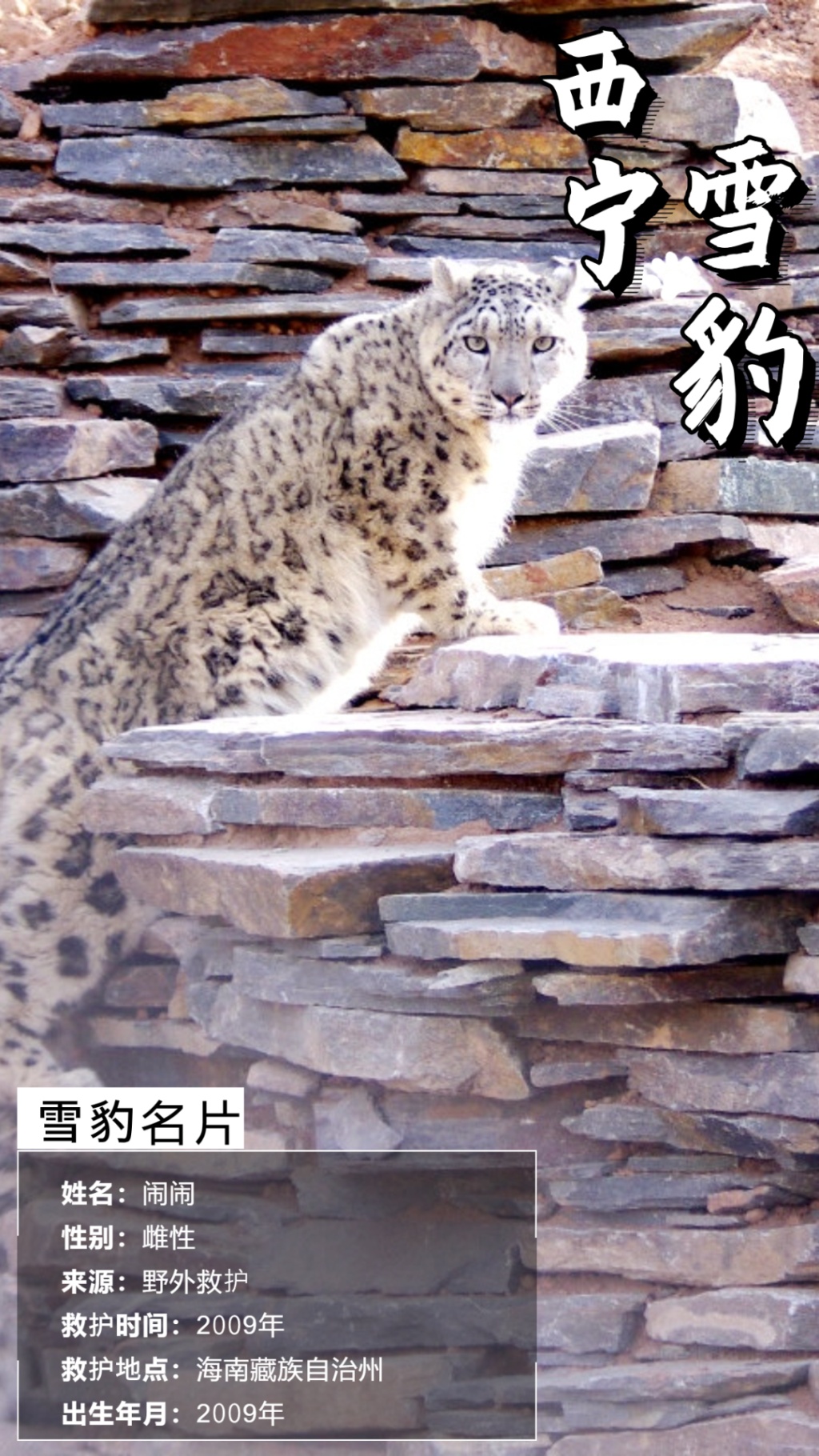一只16岁雪豹逃匿，请注意！官方紧急通报：性格温和，全球少有主动攻击人类的事件