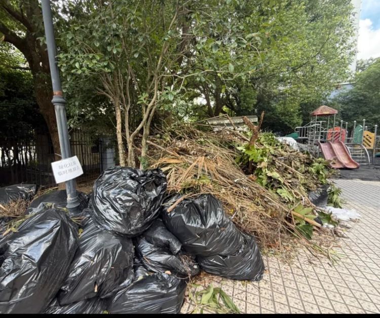 上海一小区数十棵树木被砍伐!物业公司辩称是“乌龙”,居民质疑“太离谱” 上海一小区数十棵树木被砍伐!物业公司辩称是“乌龙”,居民质疑“太离谱”