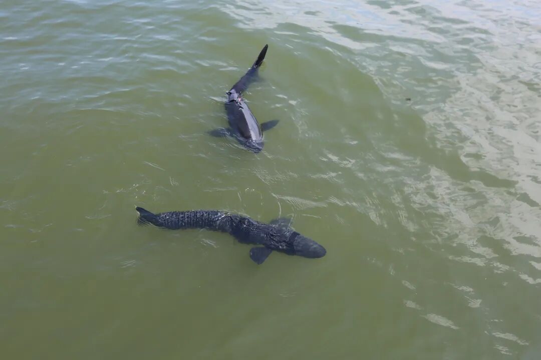 西湖里出现了“鲨鱼”？还不止一条！