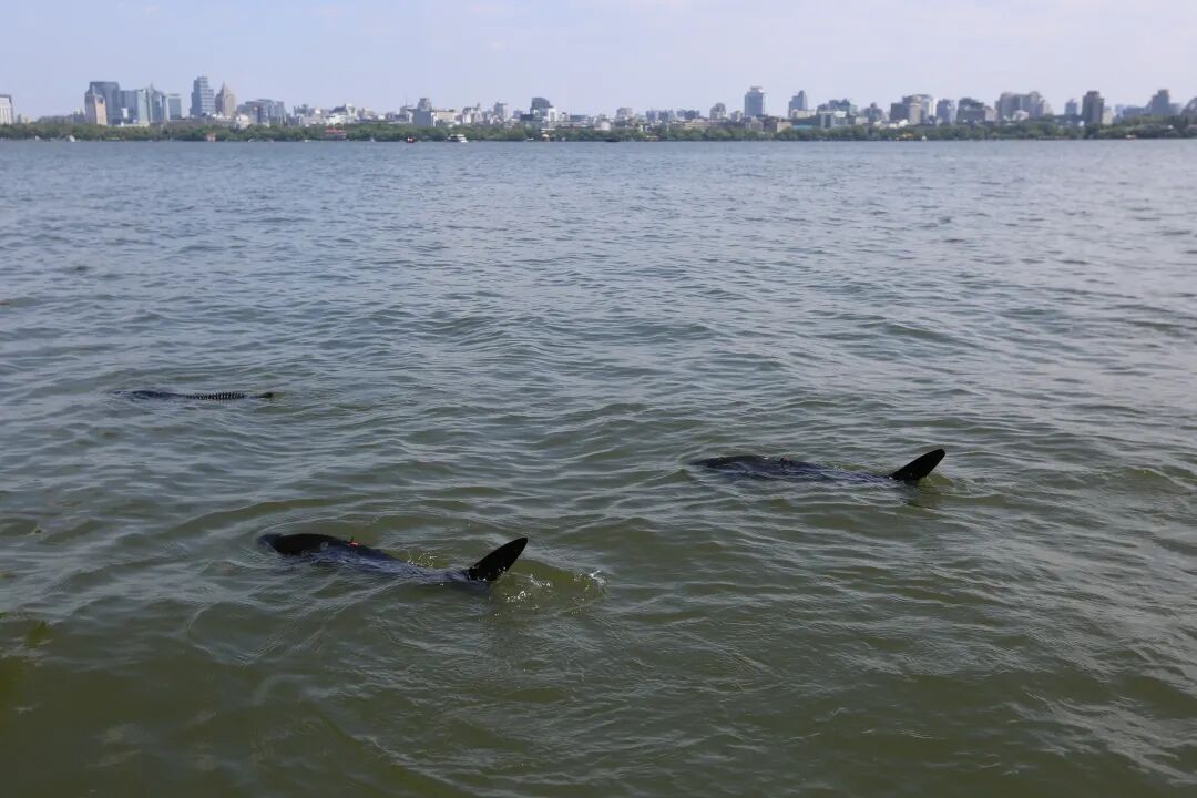 西湖里出现了“鲨鱼”？还不止一条！