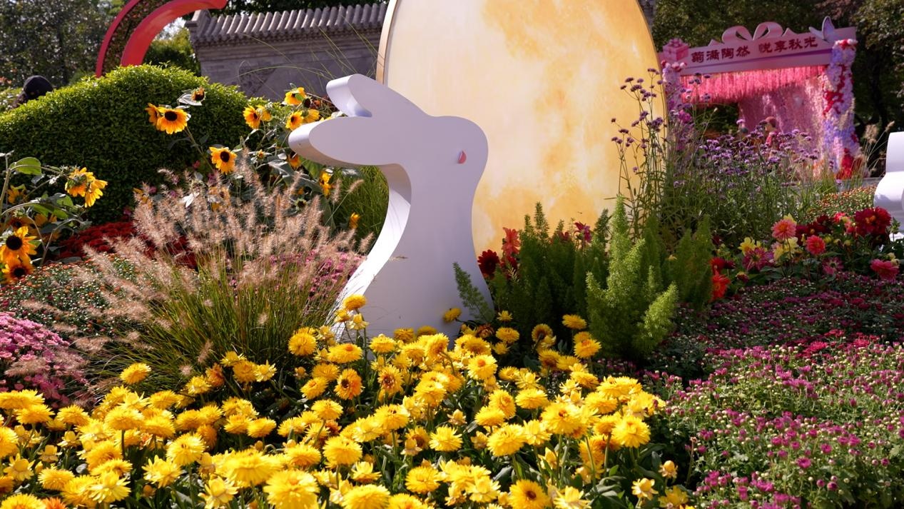 陶然亭公园第三届菊花文化节启幕 日赏夜玩乐享秋日时光