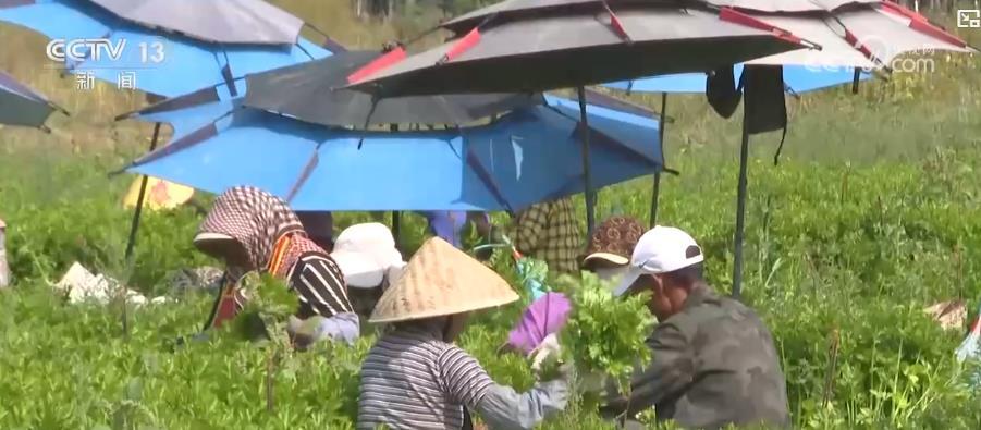 我国人均粮食占有量500公斤夯实根基 多元化食物供给丰富“吃好”选择