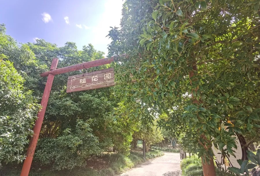 上海天气大反转！雨水+冷空气来袭，气温将骤降...“差不多行了，再热就不礼貌了”