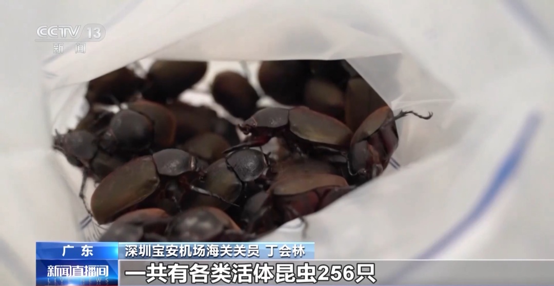 机检图像异常!多地海关拦截查验 机检图像异常!多地海关拦截查验