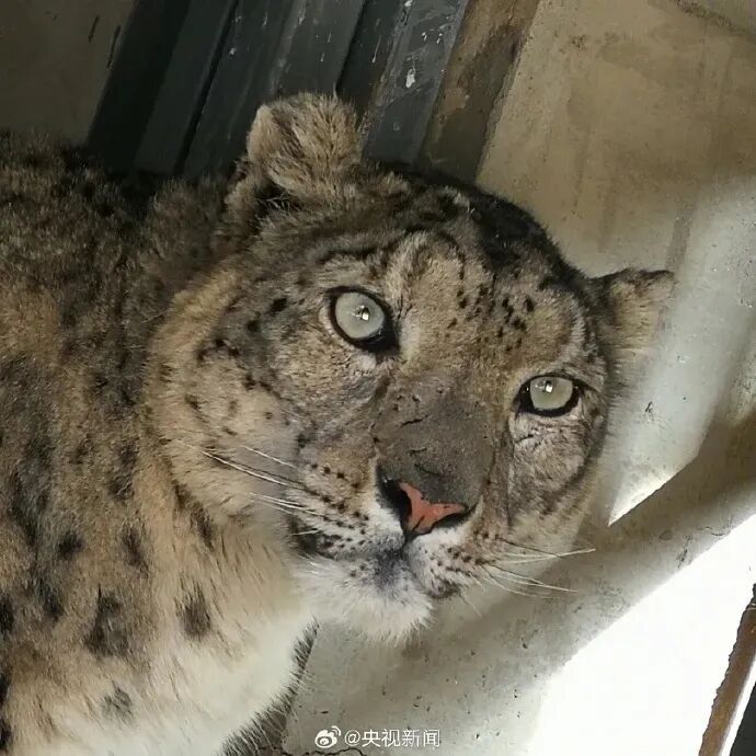野生动物园16岁雪豹逃匿！相当于人类80岁……被捕后眼神亮了