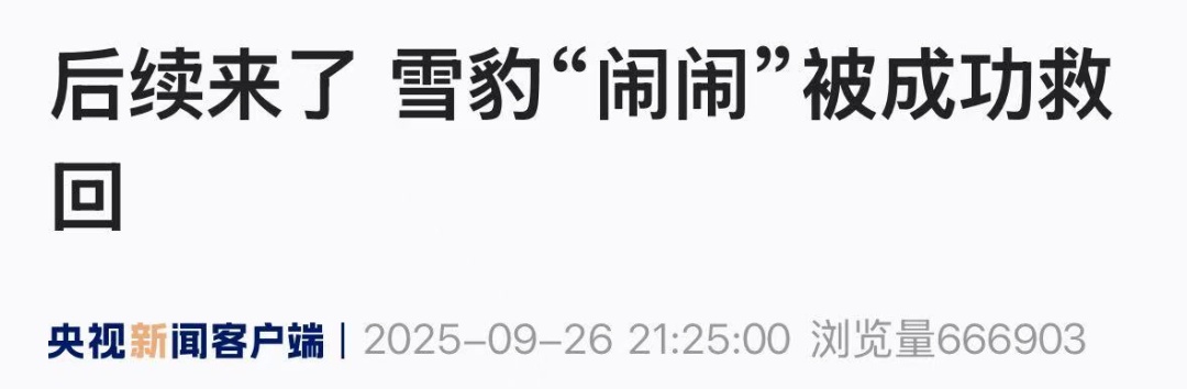 野生动物园16岁雪豹逃匿！相当于人类80岁……被捕后眼神亮了