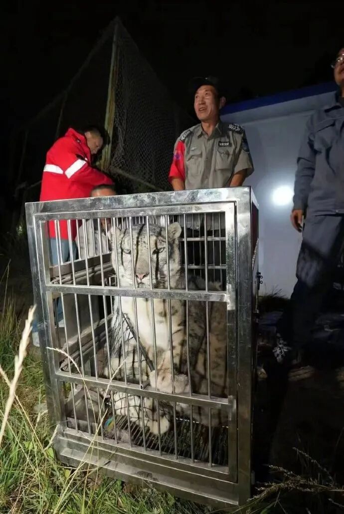 追踪:逃跑雪豹“闹闹”已找回! 追踪:逃跑雪豹“闹闹”已找回!