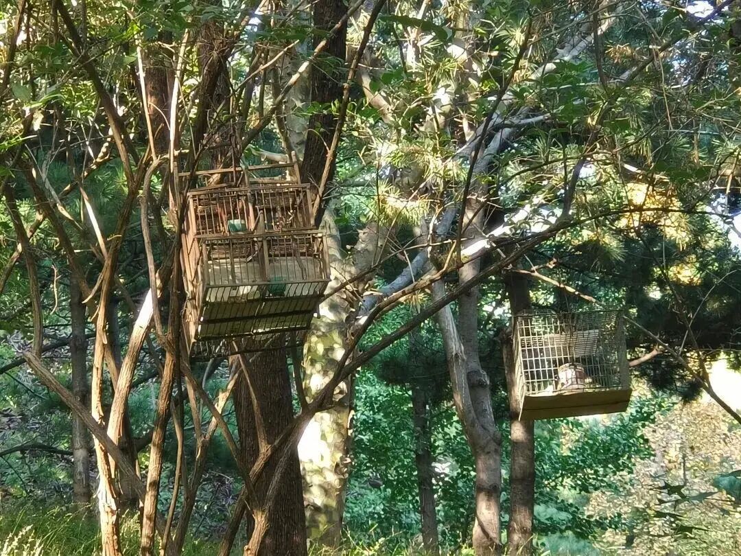 紧急提醒:见到这种笼子,立即举报! 紧急提醒:见到这种笼子,立即举报!