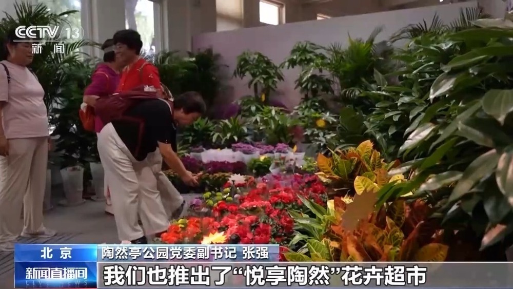 闻桂香、赏菊海、拍“萌宠” 北京秋花进入盛花期 闻桂香、赏菊海、拍“萌宠” 北京秋花进入盛花期