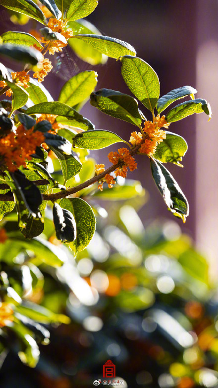 故宫的桂花香气要溢出屏幕了