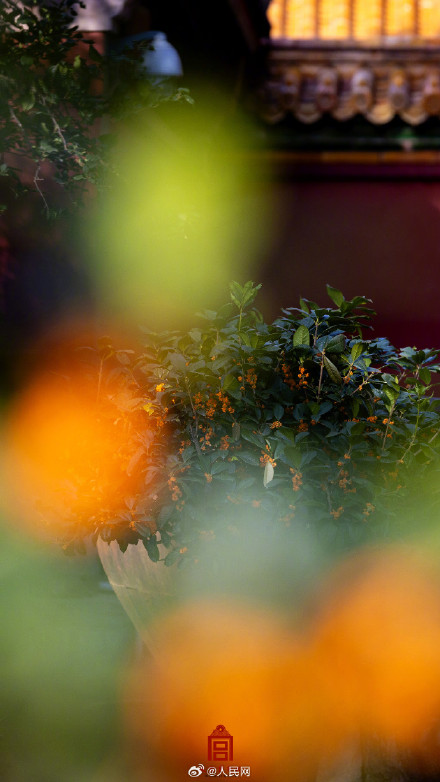 故宫的桂花香气要溢出屏幕了