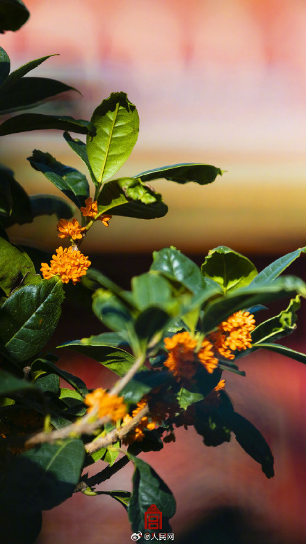 故宫的桂花香气要溢出屏幕了